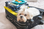 The Right Way To Travel With Your Pets
