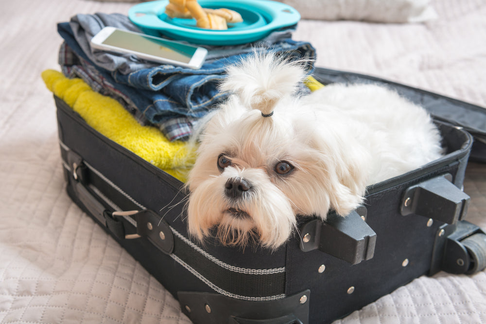 The Right Way To Travel With Your Pets