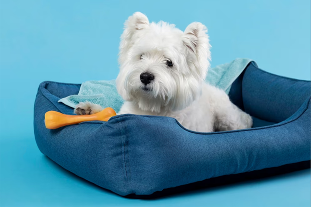 Pet Supplies