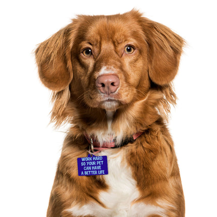 Work Hard Pet ID Tag - Funny Design Pet Tag - Best Design Pet ID Tag
