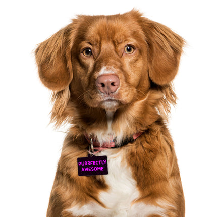 Awesome Pet ID Tag - Funny Saying Pet Tag - Cool Pet ID Tag