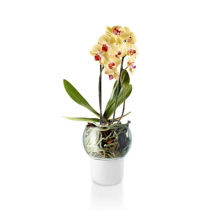 Self-Watering Orchid Pot